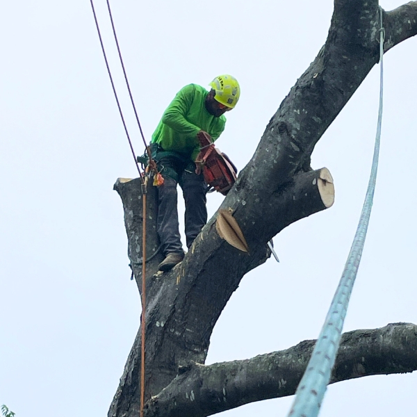 Website-removal-arborist-chainsaw-harnessed-tree A ProGreen professional, securely harnessed, stands at the top of a tree while carefully using a chainsaw to remove the upper portion of the trunk.