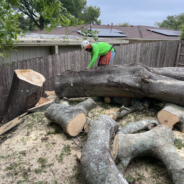Website-removal-ground-crew-logs ProGreen ground crew member next to a tree laying on the ground after removal surrounded by large branches that have been cut up for proper disposal.