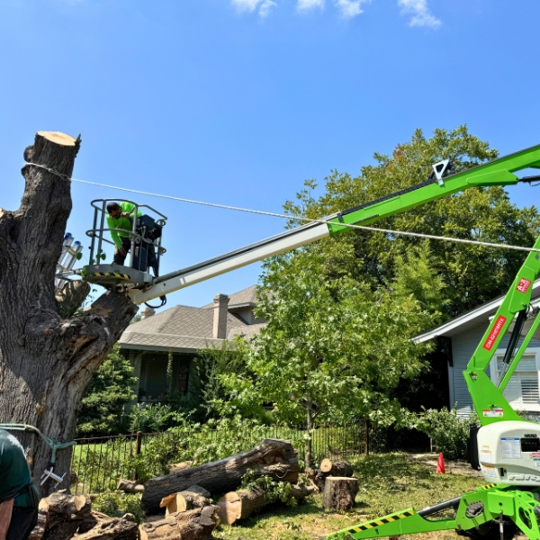 Website-removal-spider-lift-arborist ProGreen crew member in a spider lift removing a large tree in a San Antonio yard.