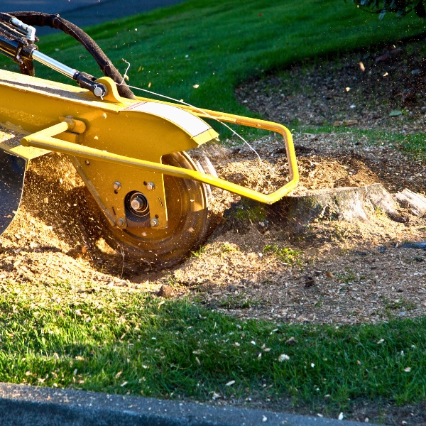 Website-removal-yellow-stump-grinder A front view of a yellow stump grinder in action, grinding a tree stump several inches below soil level.