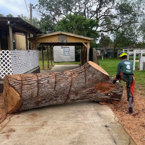 Website-service-area-arborist-log-house ProGreen crew member standing next to a large tree trunk they just removed near a house.