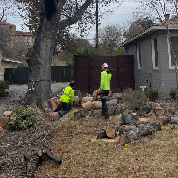 A fallen branch of a tree after a storm was cut into sections by the ground crew for easy transport.