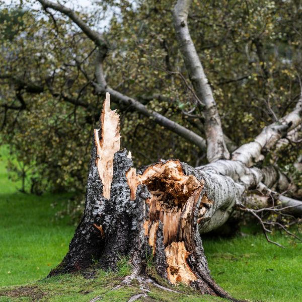 A large fallen tree with a charred trunk, showing the aftermath of a powerful lightning strike.