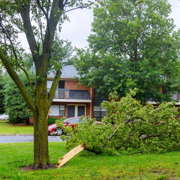 Tree with large branch on the ground after a lightning strike.