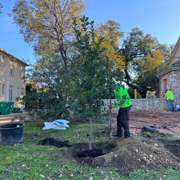 Tree care professionals from ProGreen Arbor Care adding dirt to the hole of a newly planted tree.