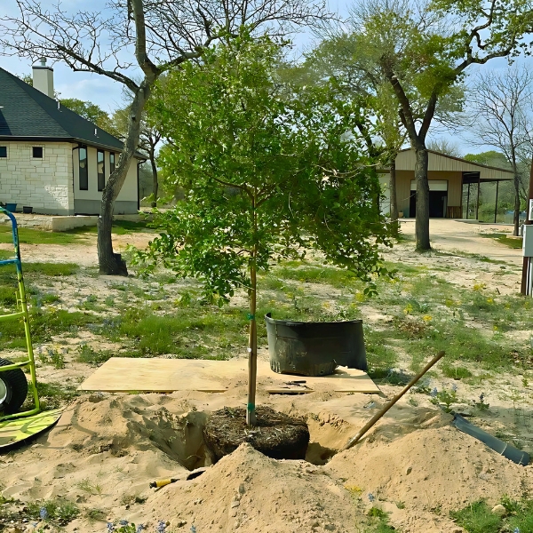 A young tree freshly planted in a hole, with the surrounding soil yet to be filled in.