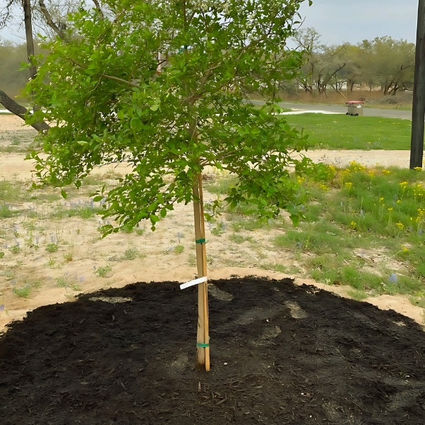 A young tree supported by sturdy stakes and surrounded by a neatly arranged layer of mulch, promoting healthy growth and stability.